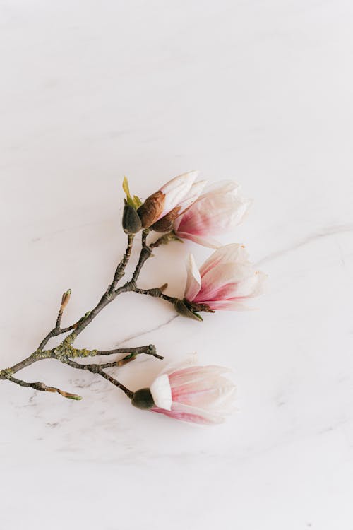 Free Flowers on a Marble Surface Stock Photo