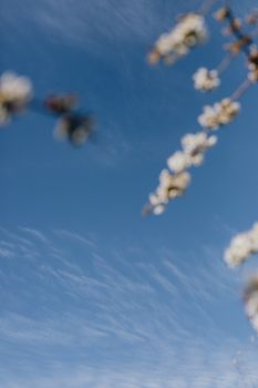 从下往上看，蔚蓝的天空中飘着淡淡的卷云，乡村上方，花朵柔和