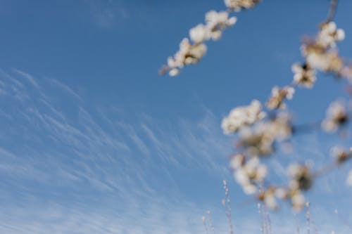 Blue sky on spring day in rural land