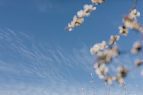 Foto d'estoc gratuïta de a l'aire lliure, bellesa, branca