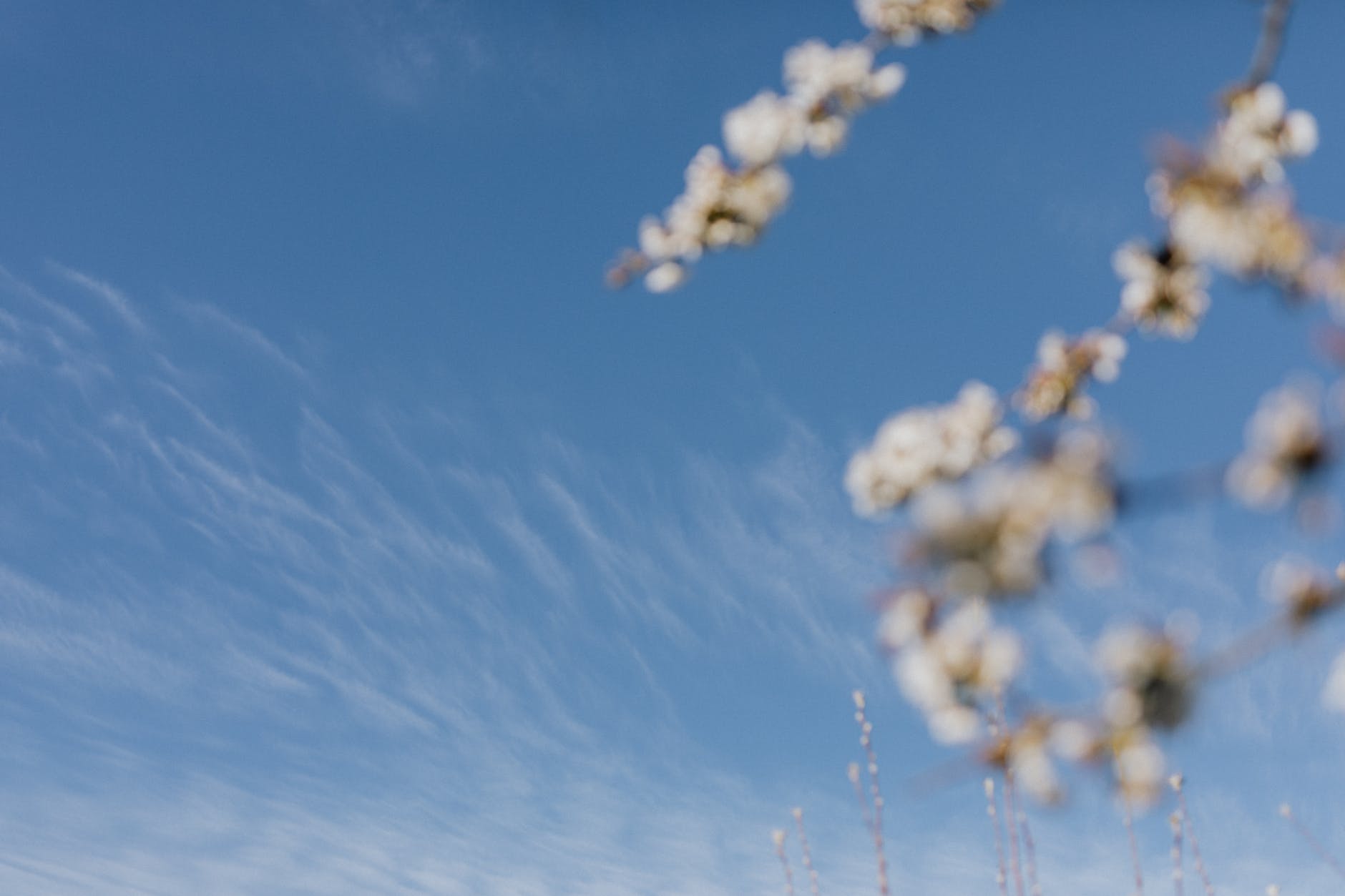 Blue spring sky with white cirrus clouds with blurred blossoming branches in foreground