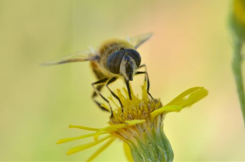 Free Close-up of a bee pollinating a yellow flower in natural daylight. Stock Photo