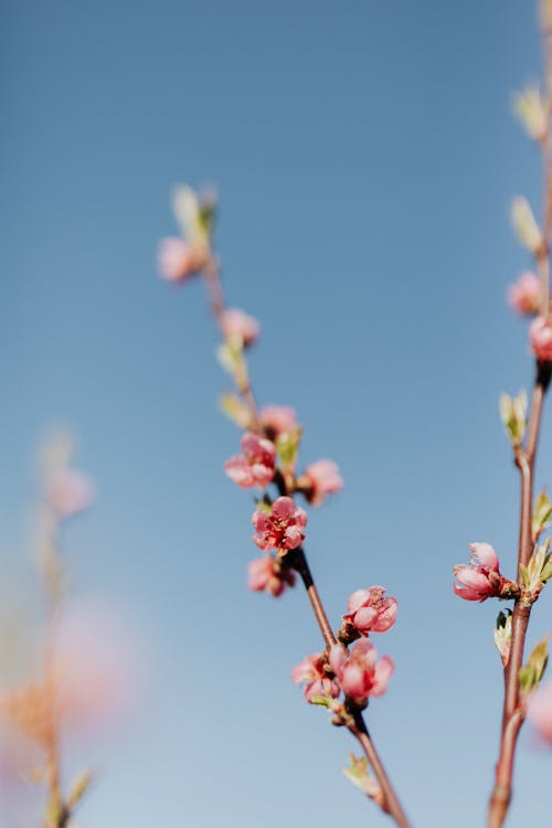 Free Thin peach branch with tender pink blossoms against clear blue sky on sunny day Stock Photo
