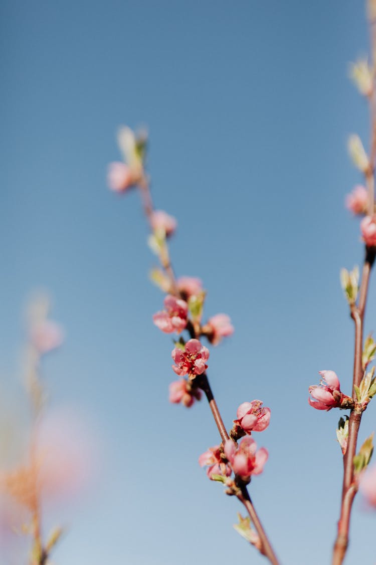 Beautiful Peach Flowers Blooming On Branch