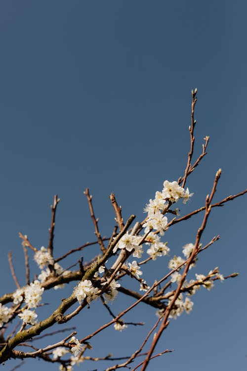 From below of apricot tree branch with white flowers against blue sky on spring day