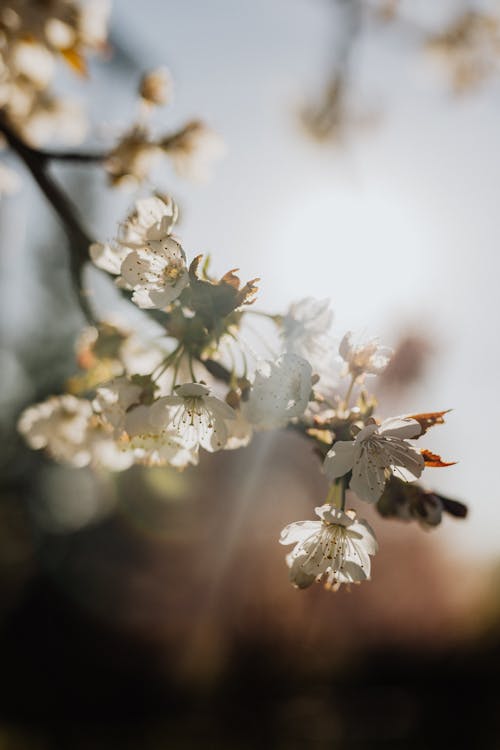 Gratis stockfoto met bloeien, bloem, bloemblaadje