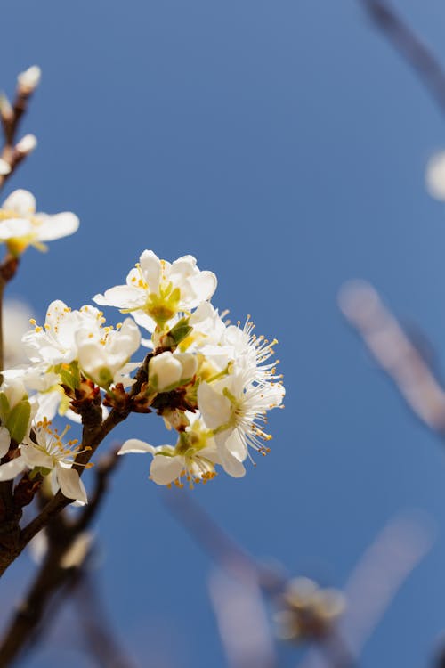 Twig of cherry tree with white blossom against blurred background of other branches and blue sky