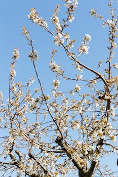 春天，樱桃树枝上开满了白花，映衬着清澈的蓝天