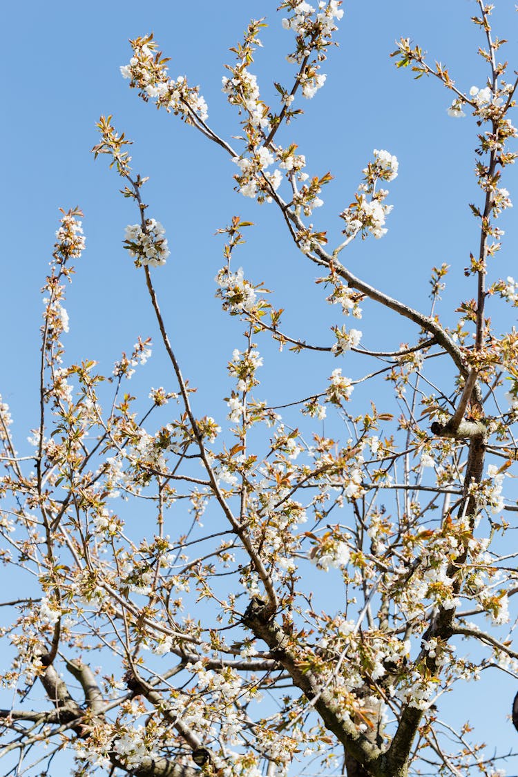 Blossoming Branches Of Orchard Tree On Beautiful Day