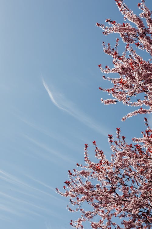 From below of blooming tree branches with pink flowers in orchard against blue sky with light clouds
