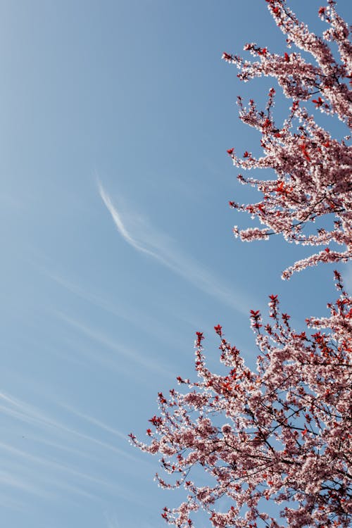 Gratis stockfoto met blauwe lucht, bloeien, bloem