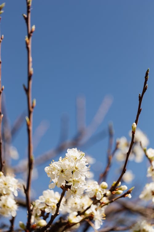 Delicate white flowers on branch on sunny day
