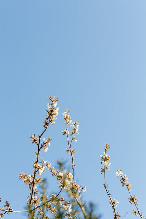 Tender spring flowers on branch in park