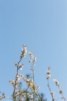 清澈的蓝天下，精致的樱花绽放，唤起了春天的宁静