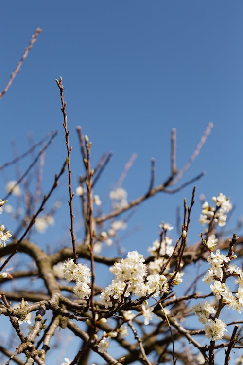 From below of tree branches blooming vibrantly on sunny day in rural orchard