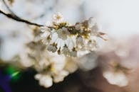 Thin twig blooming with tender white flowers on sunny day in rural orchard