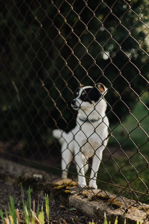 Free Adorable dog looking through wire fence in park Stock Photo