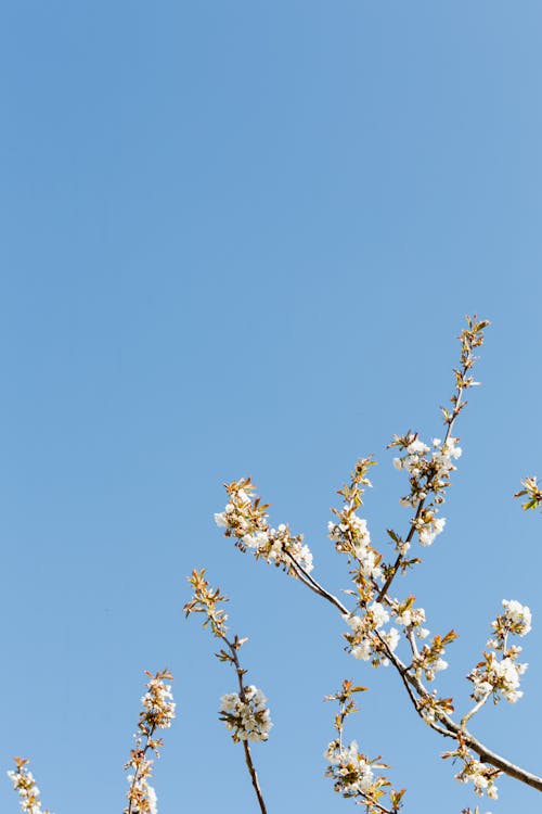 Thin blossoming branches in rural orchard under blue sky
