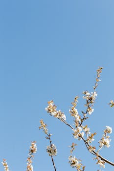 明亮的蓝天下，精致的樱花树枝盛开，唤起春天的宁静