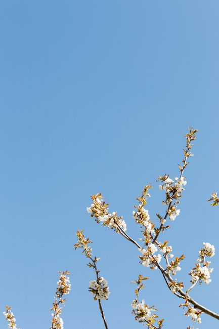 From below of tree branches blooming with white flowers against cloudless blue sky in countryside
