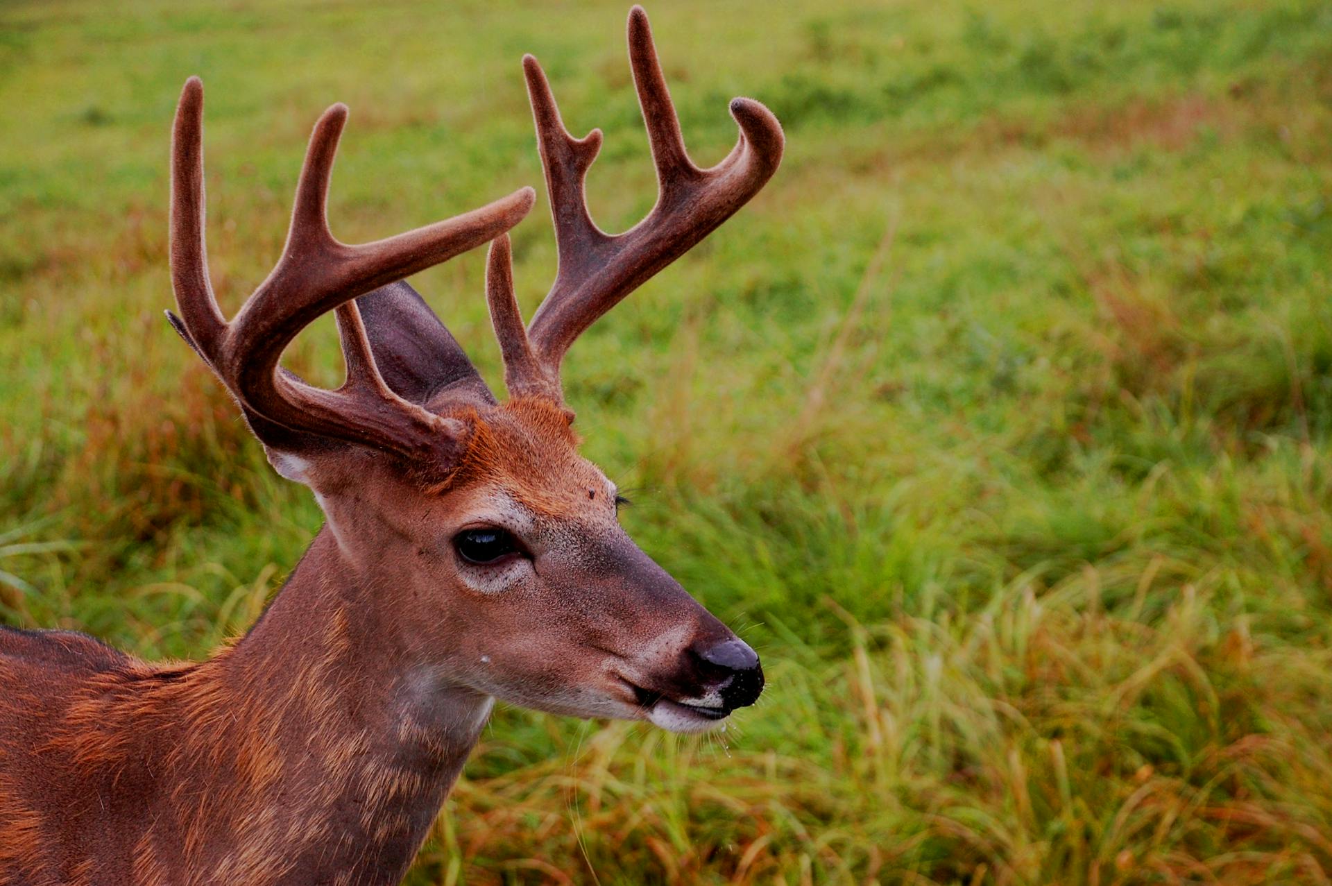 Close-up Photo of a Barren-ground Caribou