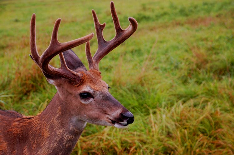 Close-up Photo Of A Barren-ground Caribou