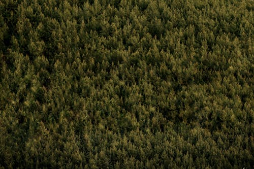 Aerial Footage of Coniferous Trees