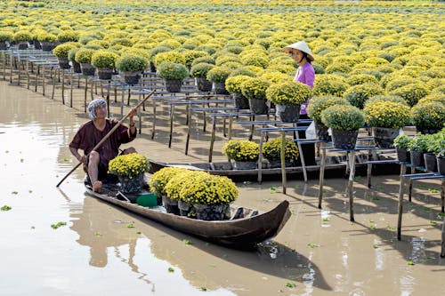 Chrysanthemum Farmers on Canoes