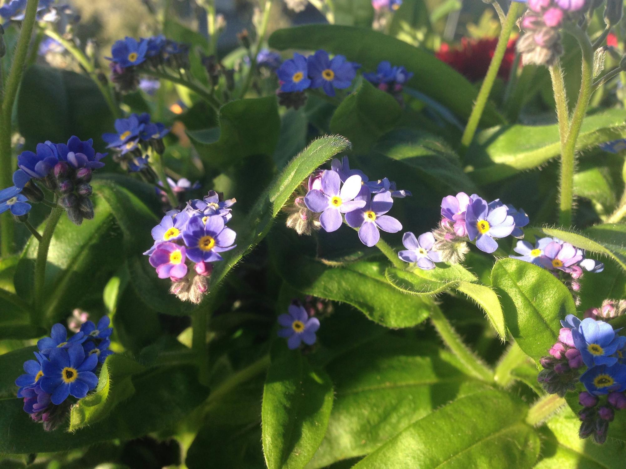 Free stock photo of forget me not, garden flower