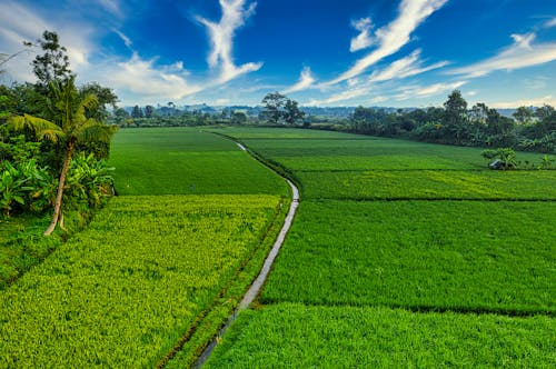 Foto profissional grátis de campina, filmagem aérea, interior