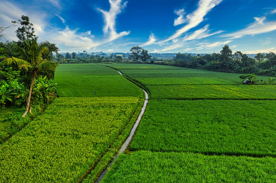Sawah produktif Desa Sumberejo