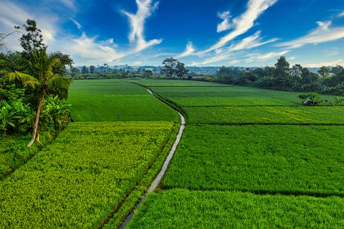 Free Aerial view of vibrant green rice fields in Banten, Indonesia. A serene agricultural landscape under a vivid blue sky. Stock Photo