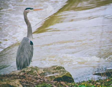 Grey Heron on Rock Near Water