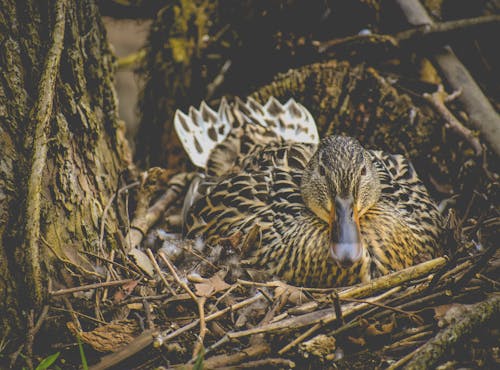 Photo of Brown Mallard on Nest