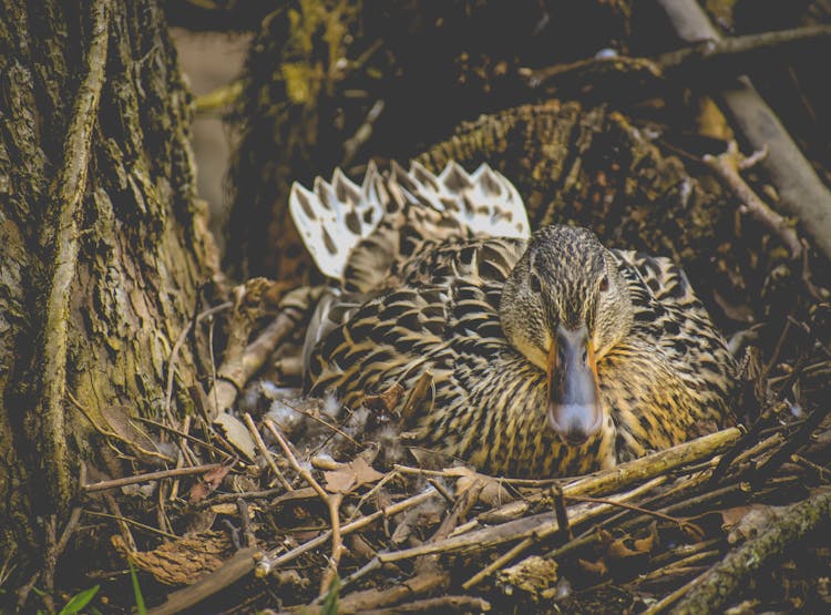 Photo Of Brown Mallard On Nest