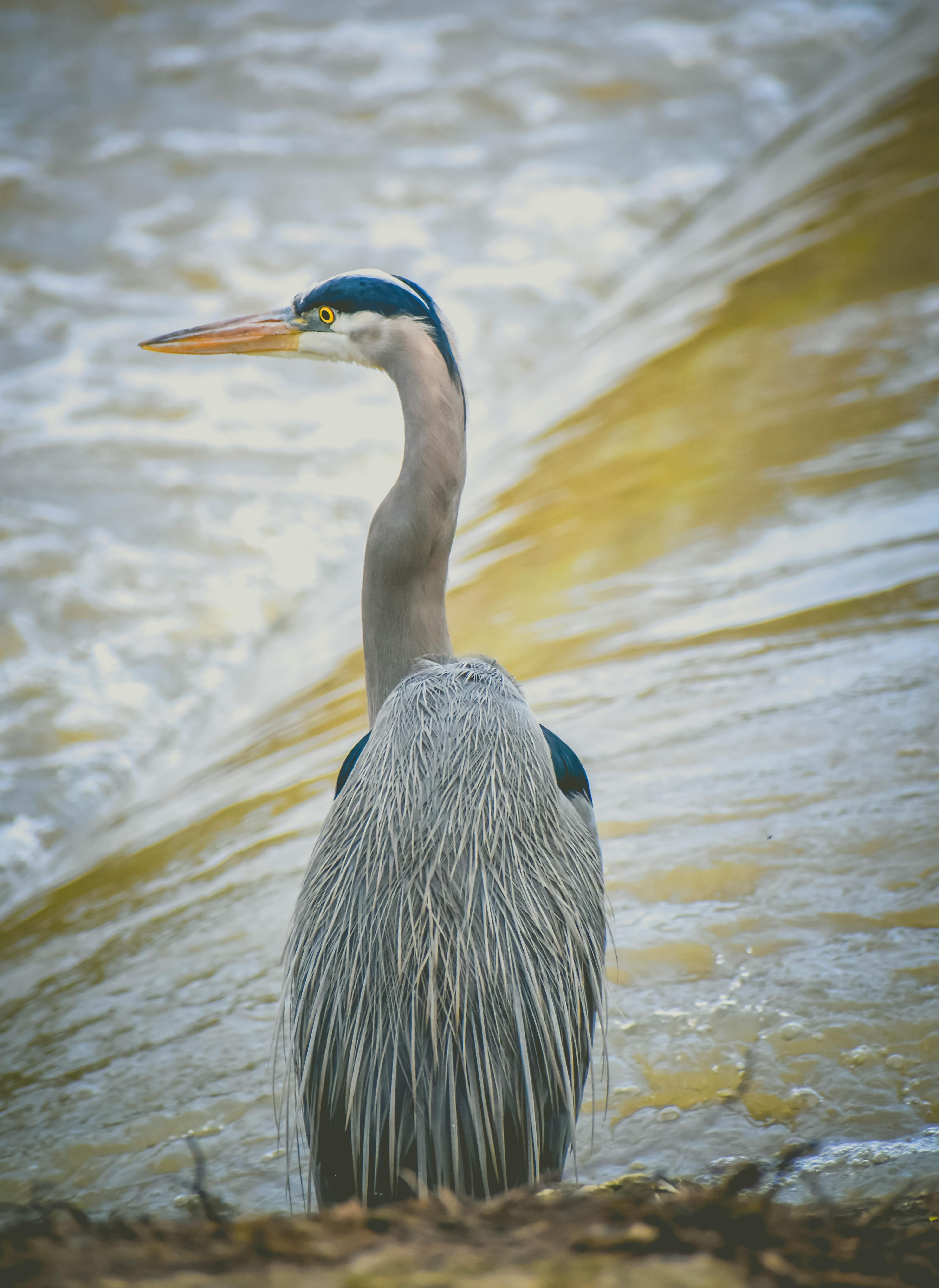 Grey Heron on Water · Free Stock Photo