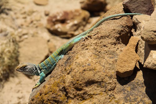 Lizard on Brown Rock