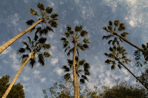 Δωρεάν στοκ φωτογραφιών με Καλιφόρνια, ουρανός, φοίνικες