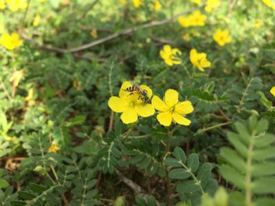 Bumblebee