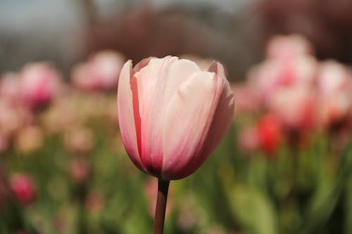 Δωρεάν στοκ φωτογραφιών με εργοστάσιο, λουλούδι, ροζ