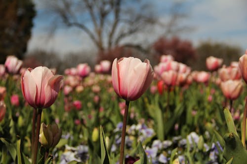 Ingyenes stockfotó gyár, rózsaszín, tulipán témában