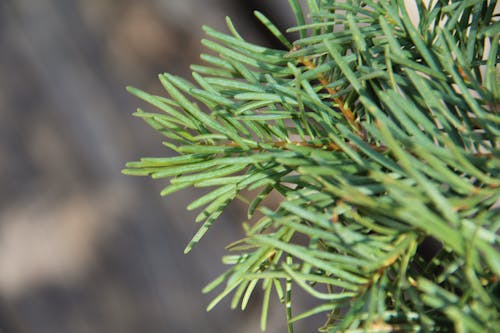 Free stock photo of leaf, pine Stock Photo