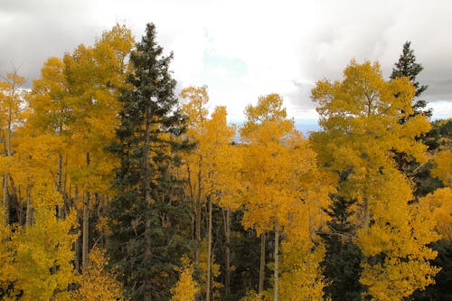 Free stock photo of aspen, fall, yellow Stock Photo