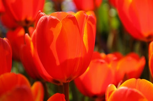 Free stock photo of flower, red, tulips Stock Photo