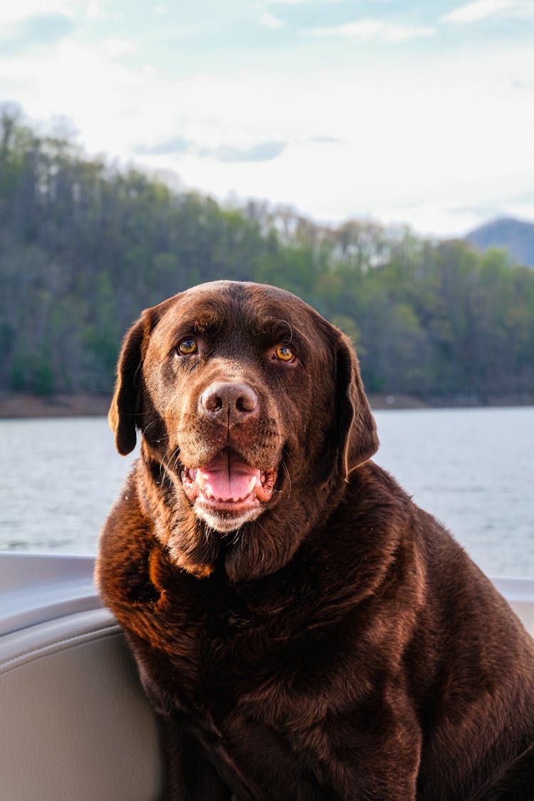 Brown Short Coated Dog On Boat