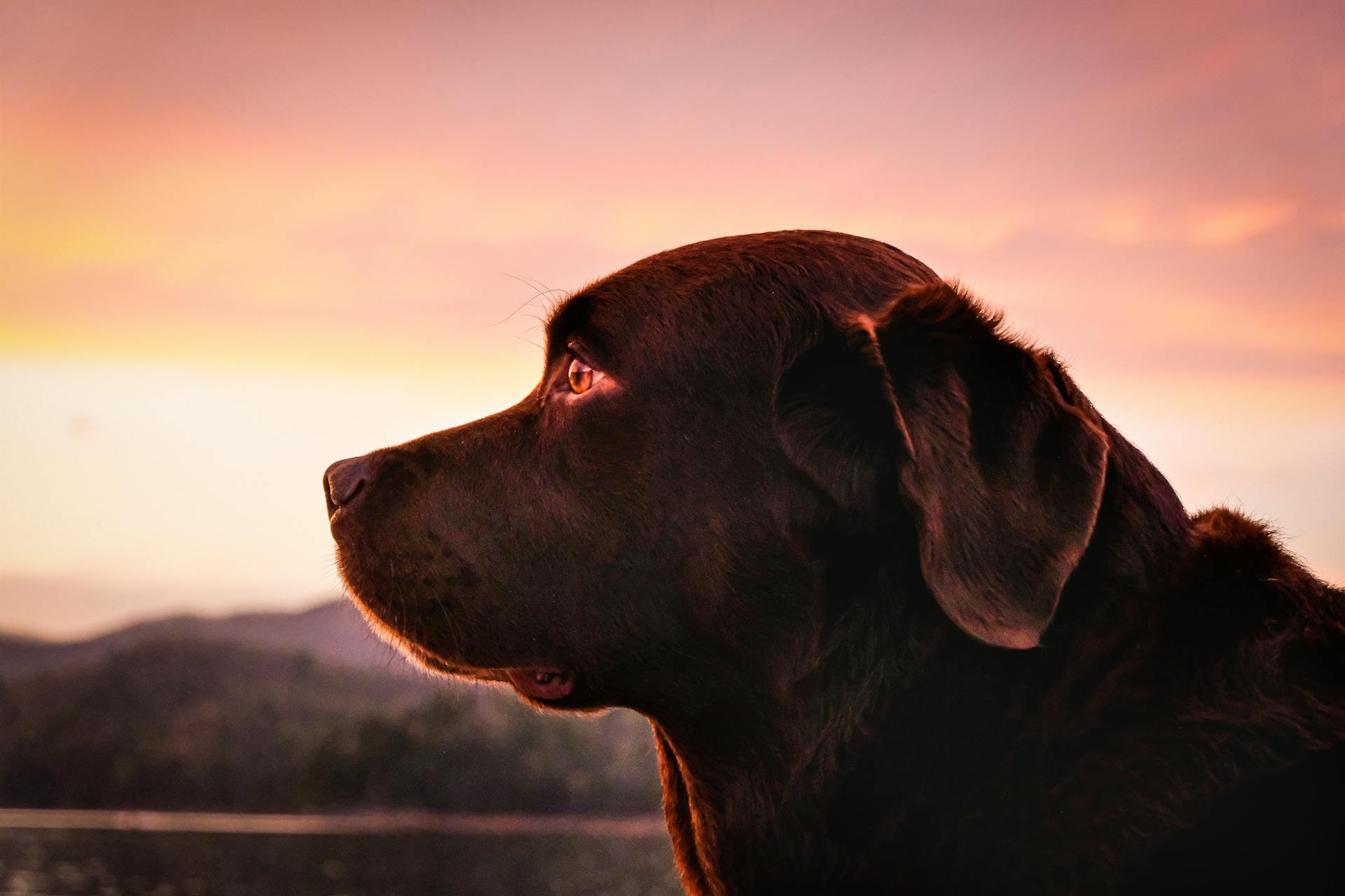 Een close-upfoto van een bruine labrador retriever