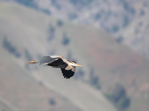 White and Black Bird Flying