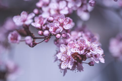 Pink and White Flowers in Tilt Shift Lens
