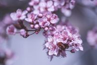 特写镜头中，粉红色的樱花在春天里微妙地绽放，焦点选择得当