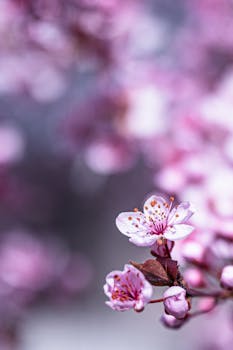 粉红色的花朵色彩缤纷，花瓣小巧精致，在日光下香气宜人